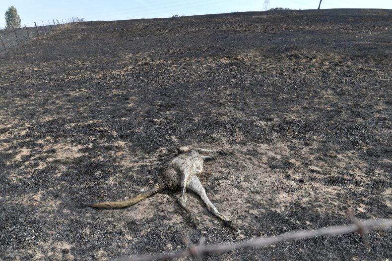 Kangaroo Death Australia Wildfire January 2020
