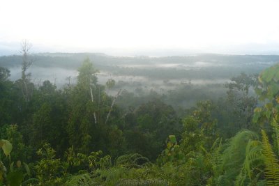 Hill forest in Peleng Hill forest in Peleng