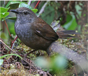 Taliabu Grasshopper - warbler Taliabu Grasshopper - warbler