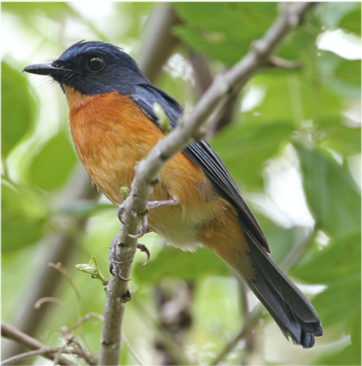 Togian Jungle - flycatcher Togian Jungle - flycatcher