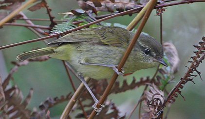 Taliabu Leaf - Warbler Taliabu Leaf - Warbler