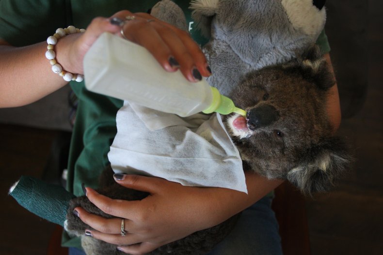 Koala Chlamydia