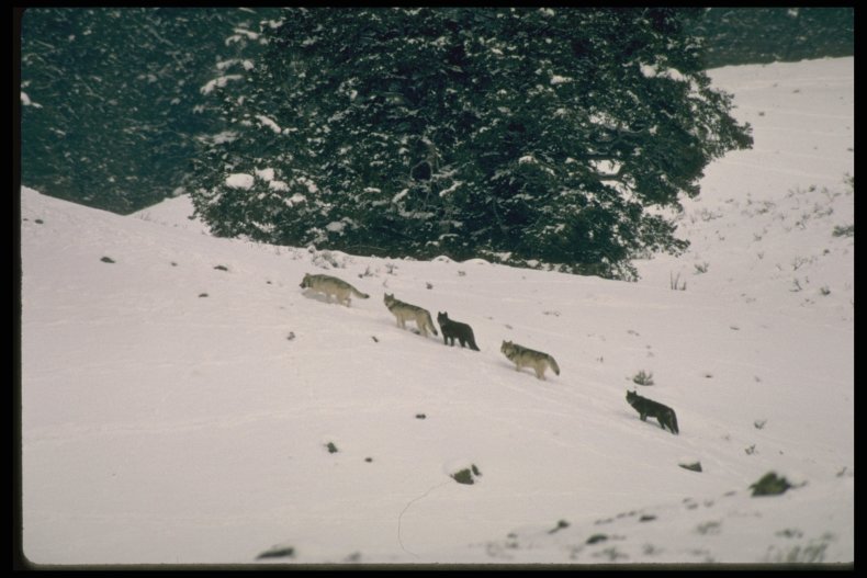 Pack of wolves in Yellowstone