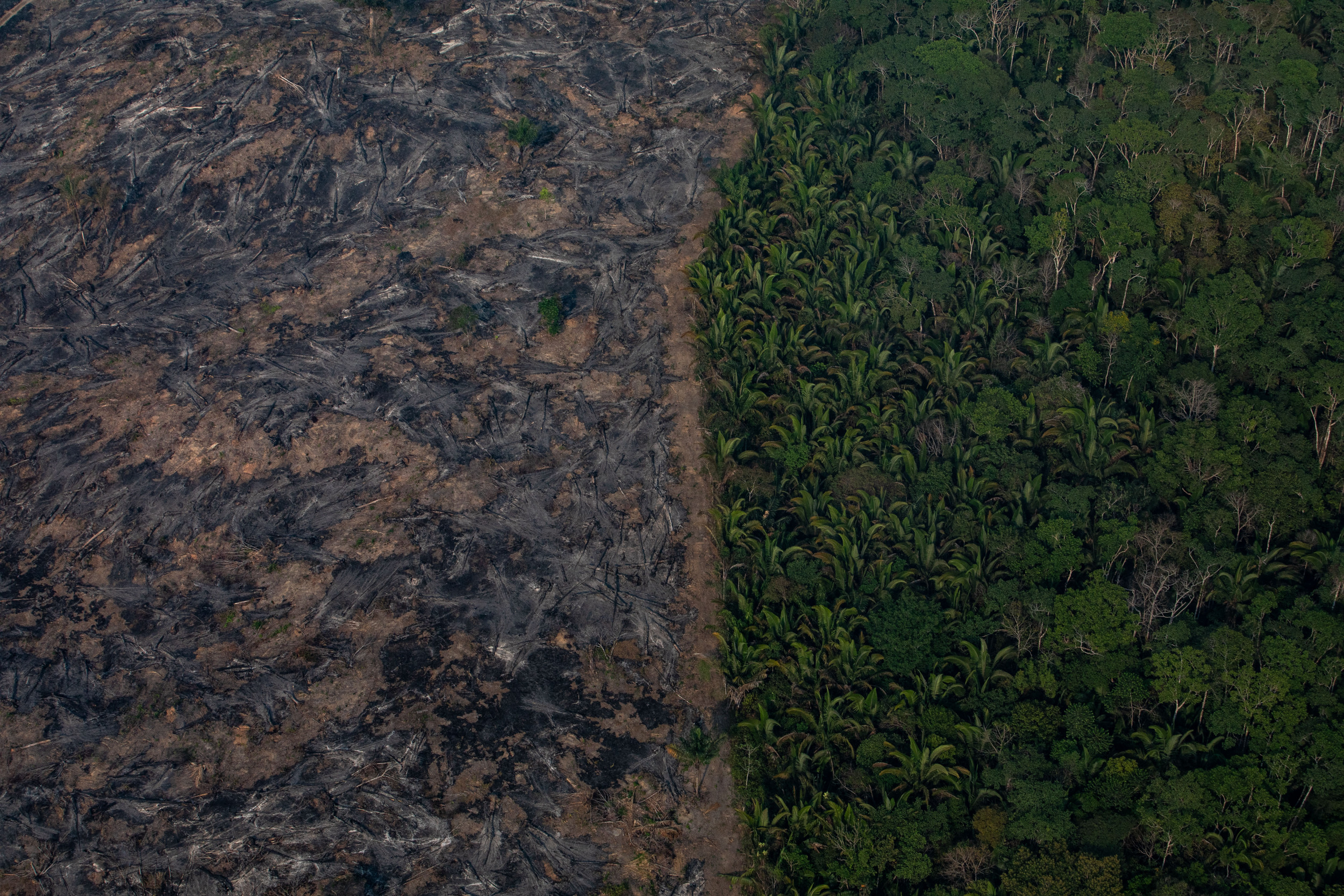 Climate Change Could Intensify Amazon Forest Fires, Turning It From a Carbon Sink to Source, Scientists Warn - Newsweek