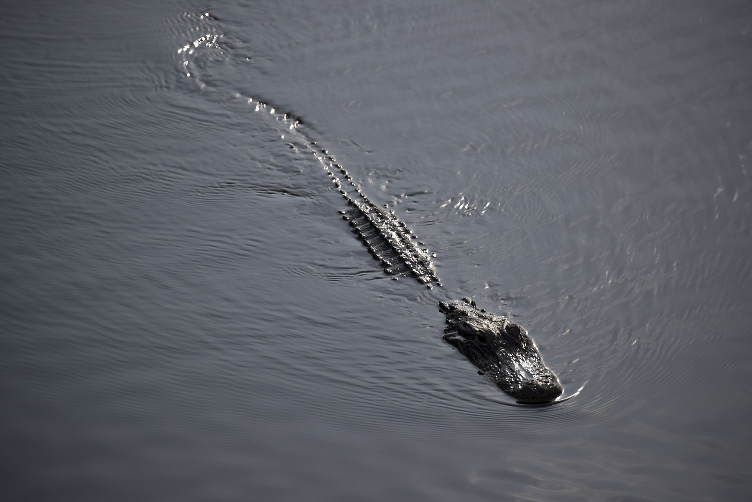 Alligator Bites Teenager on Outing at Everglades, Prompting Swim Warnings