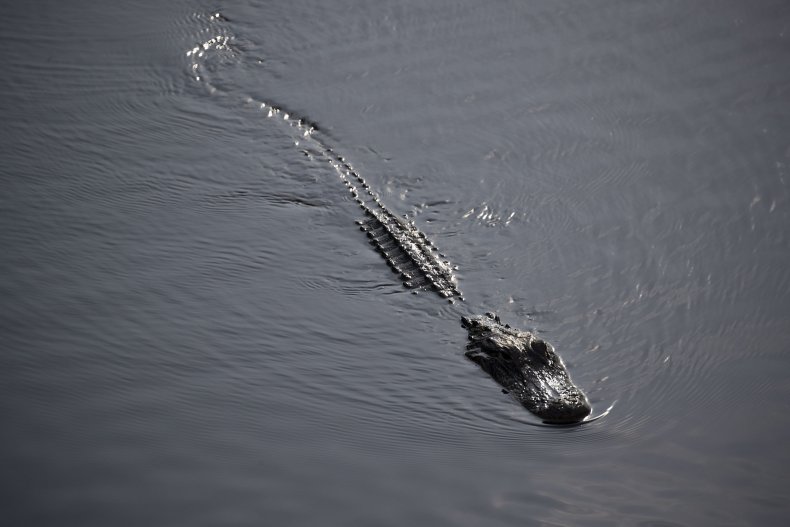 alligator, florida, everglades national park,