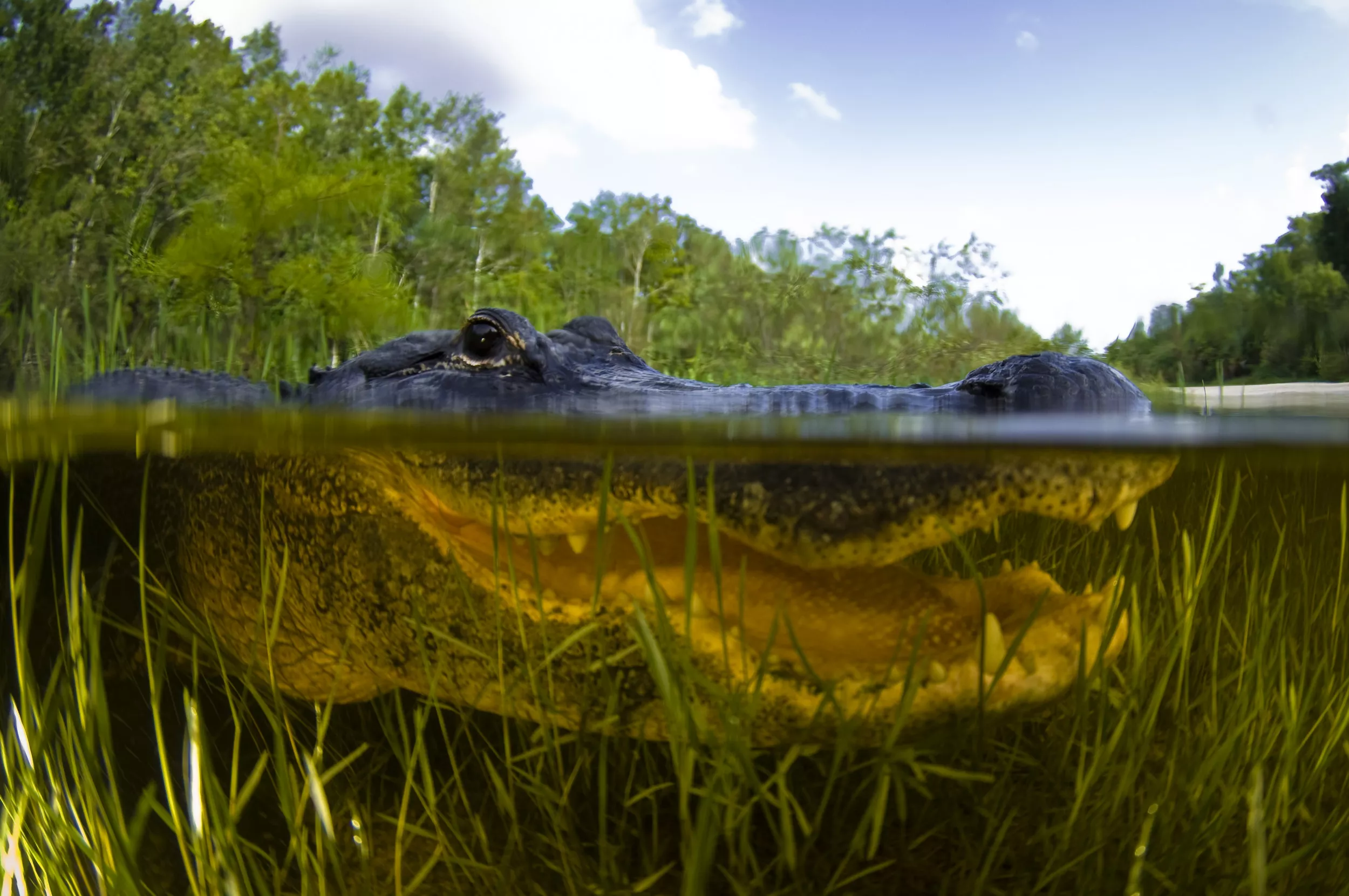 alligator-water-wildlife- 