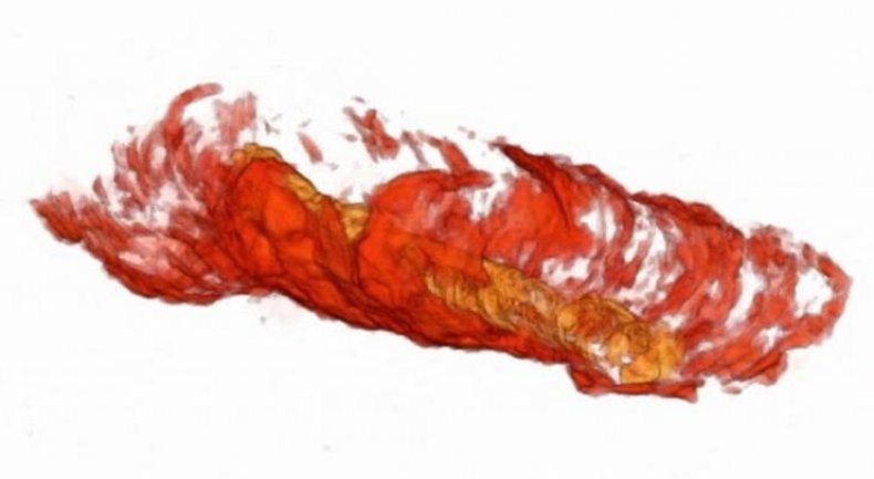 ancient digestive tract