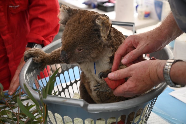 Koala hurt in Australian wildfires