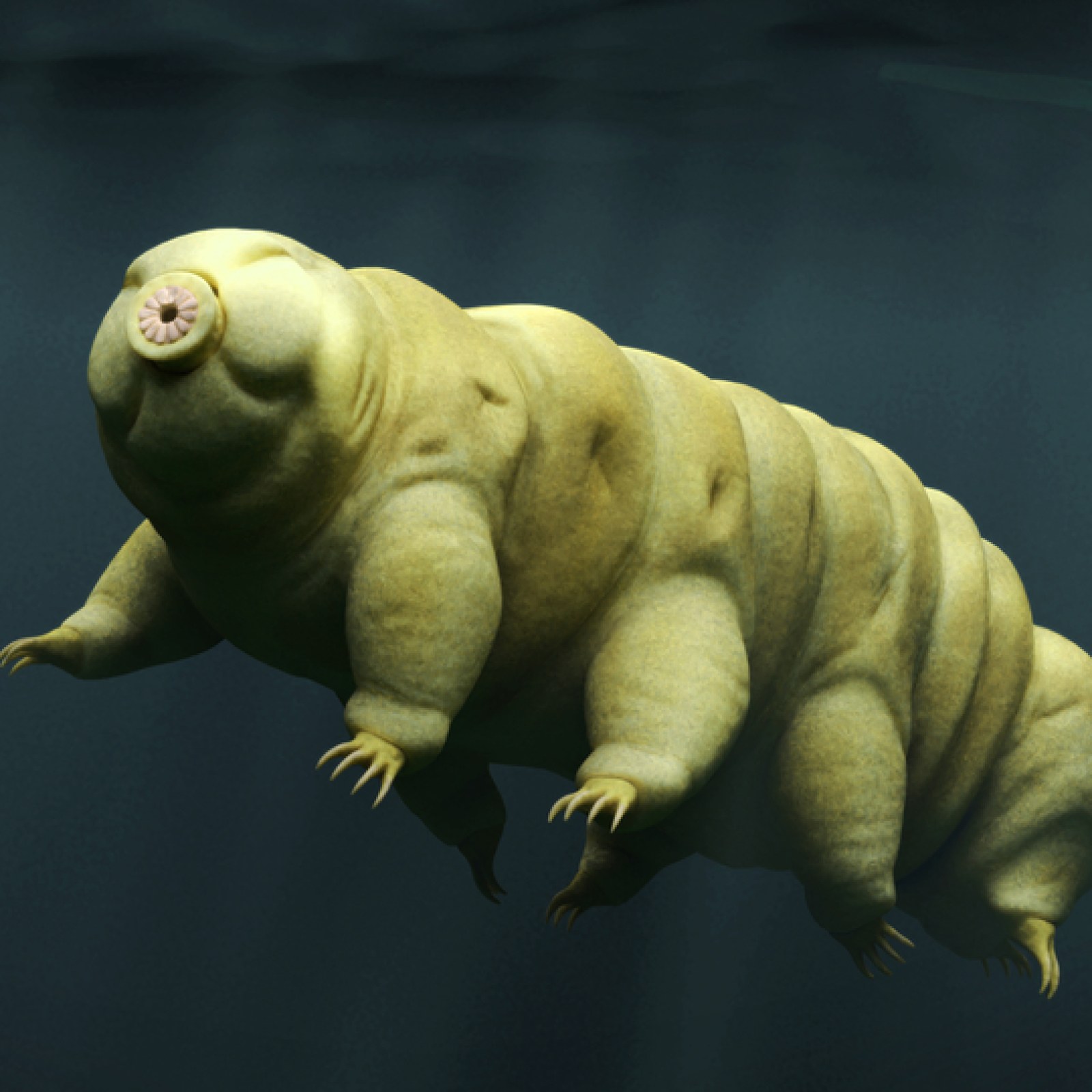 Tardigrades, the Toughest Creatures on Earth, Have an Achilles' Heel—Global  Warming