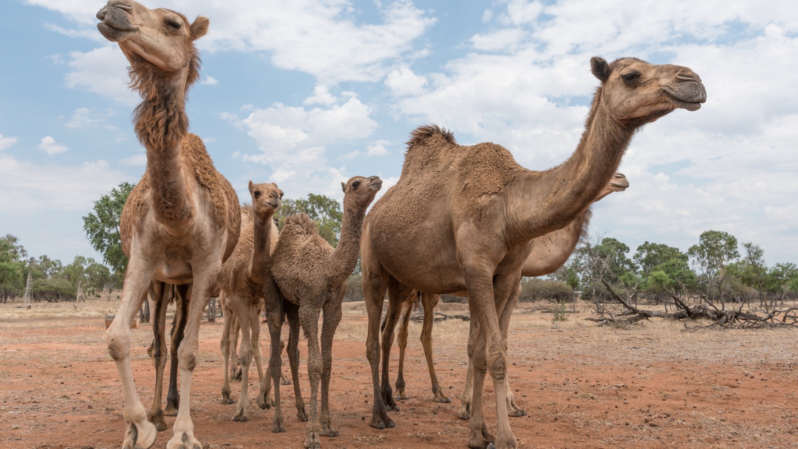 Image result for camel australia