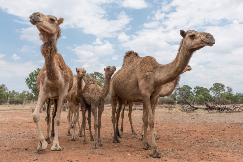 camel, south australia, stock, getty