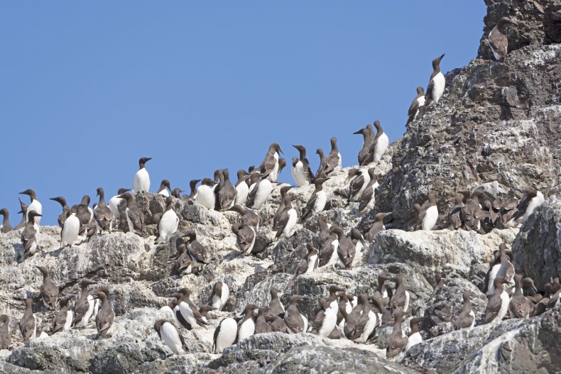 Common Murres on a Nesting Island in Kachemak Bay in Alaska