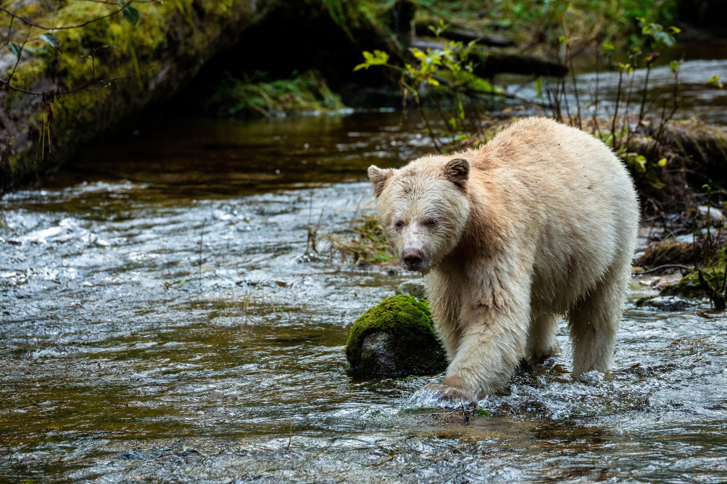 In Search of the Elusive Spirit Bear in the &#39;Amazon of the North&#39;