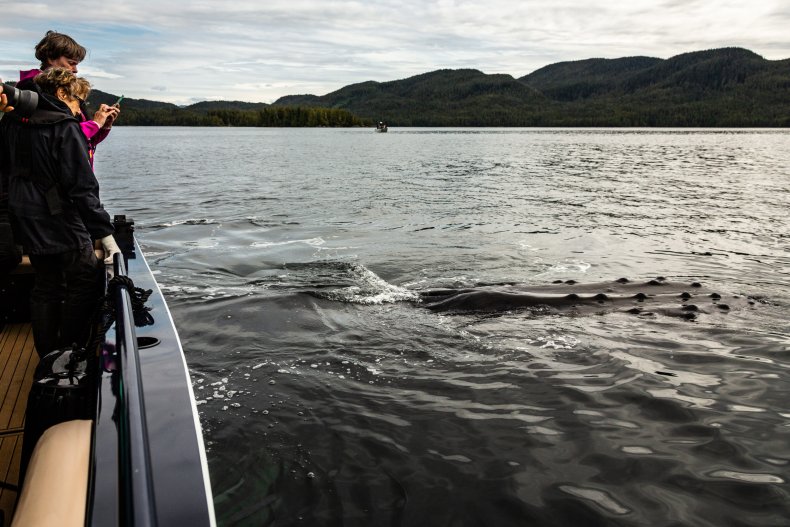 humpback whale