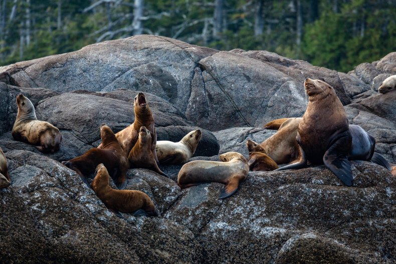 Sea lions