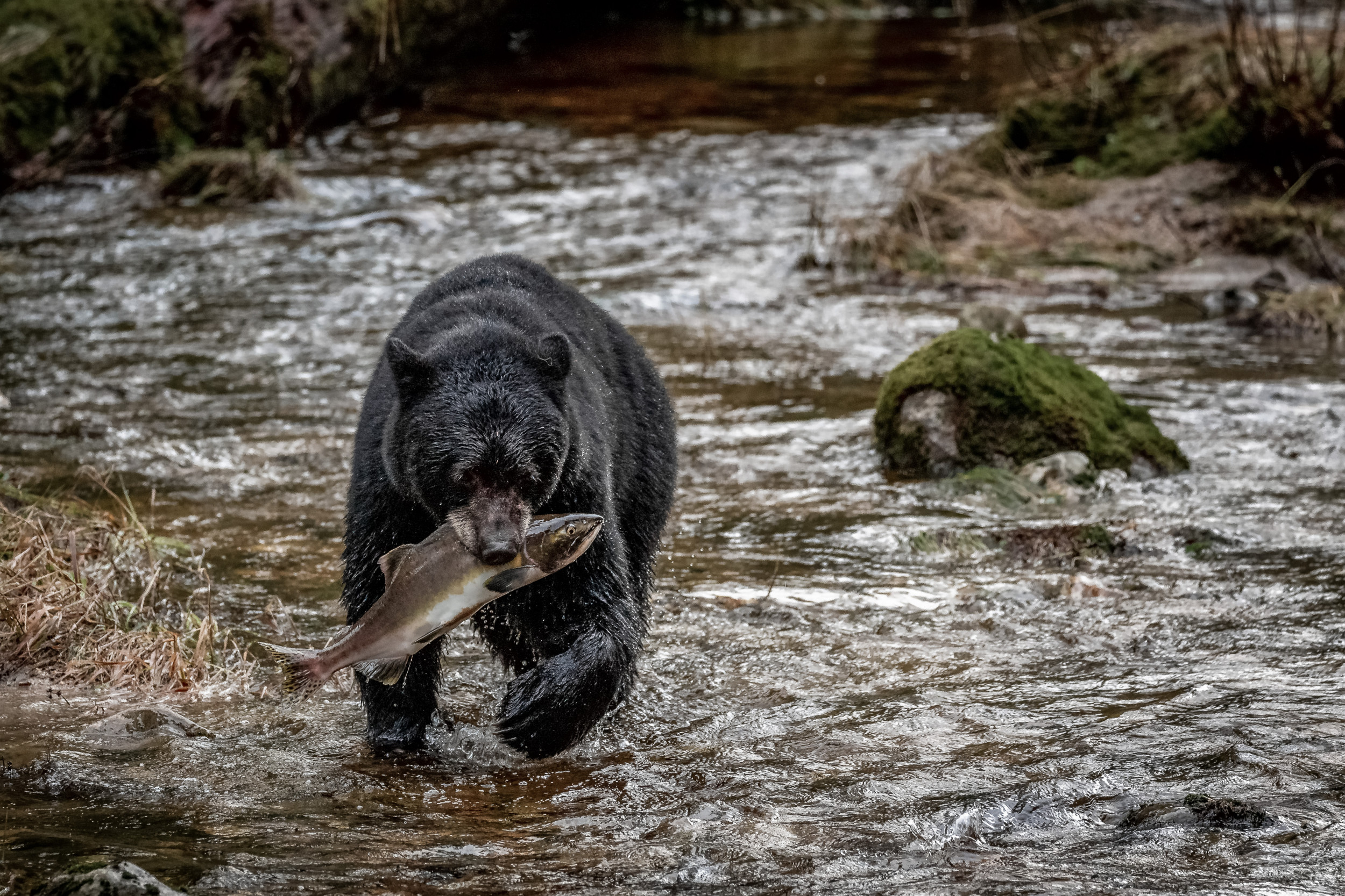 hikers-find-bear-eating-human-remains-near-great-smoky-mountains-campsite