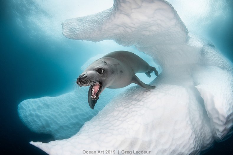 Crab-Eater Seal