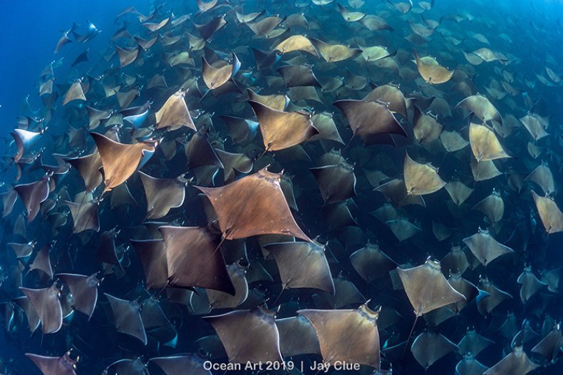 Gigantic Aggregation of Munk Devil Rays