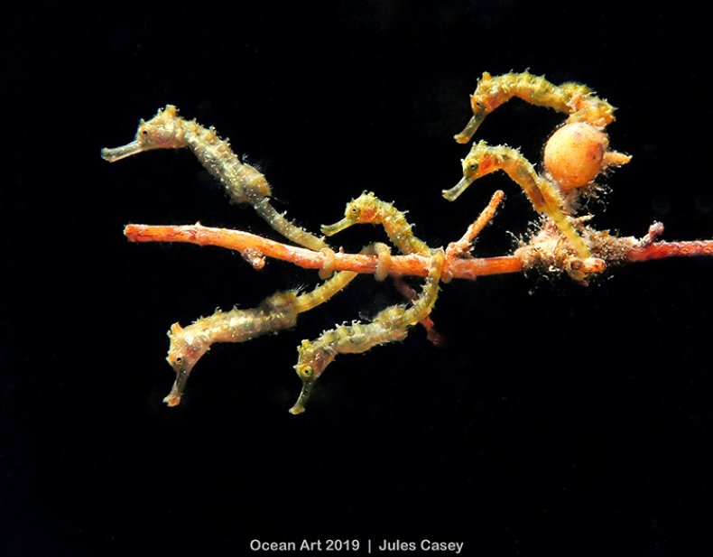 Seahorse Bus