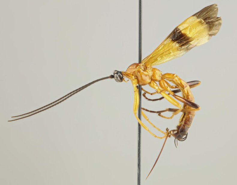 parasitic wasp