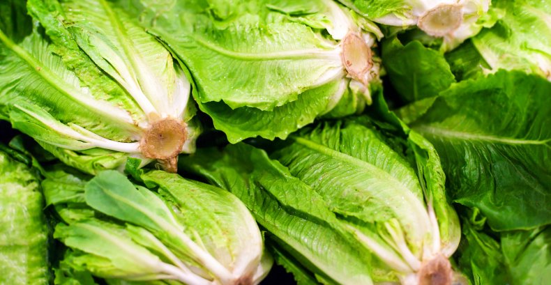 Romaine lettuce Romaine lettuce