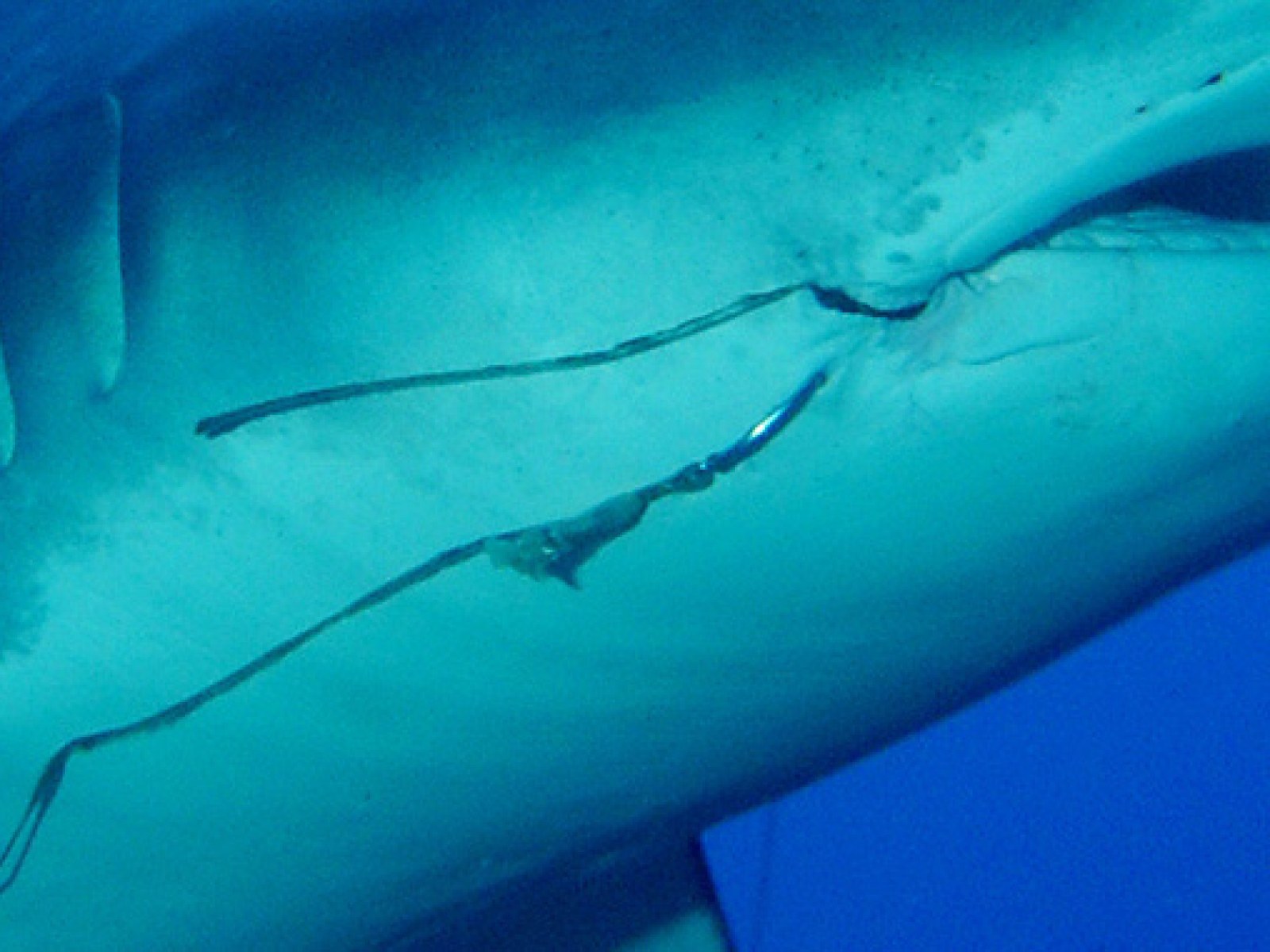 Millions of Sharks Around the World May Have Fishing Hooks Stuck