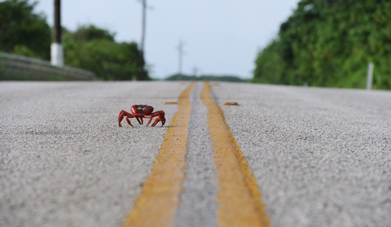red crabs