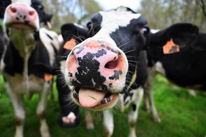 Holstein cows