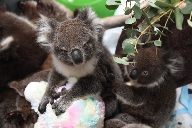 koala australia america zoos donations wildfires 