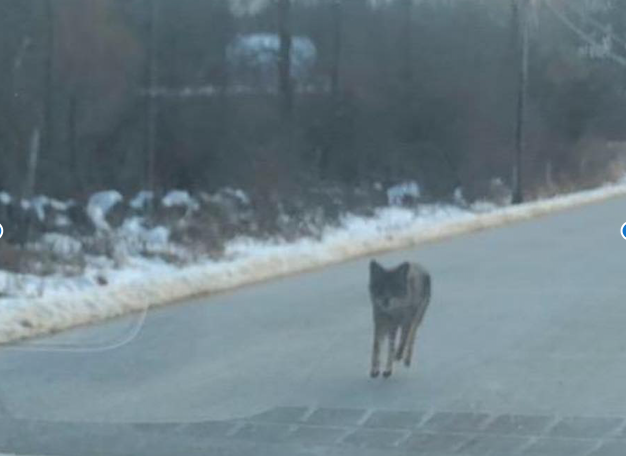 New Hampshire Father Chokes 'Rabid' Coyote to Death After It Attacked ...