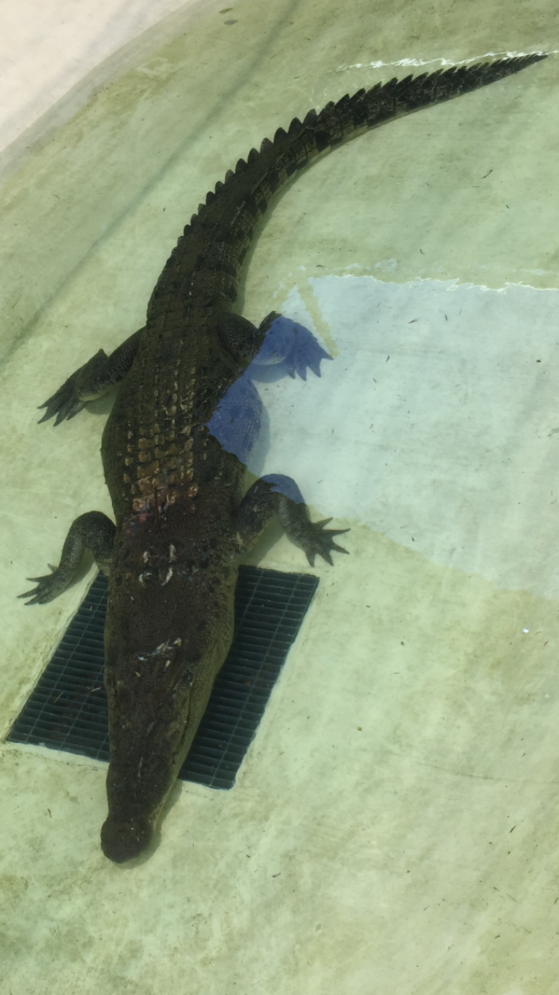 Croc