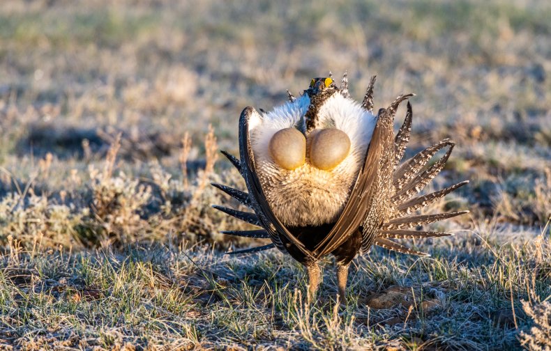 Greater Sage Grouse