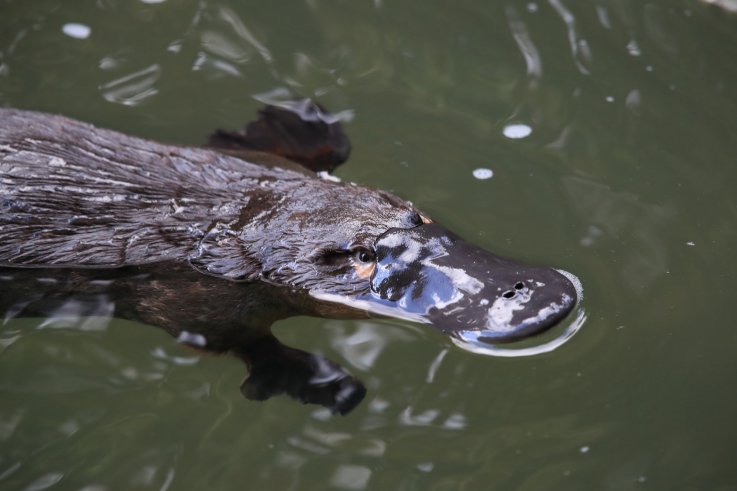 platypus platypus