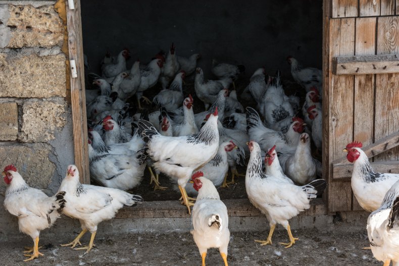 Chickens