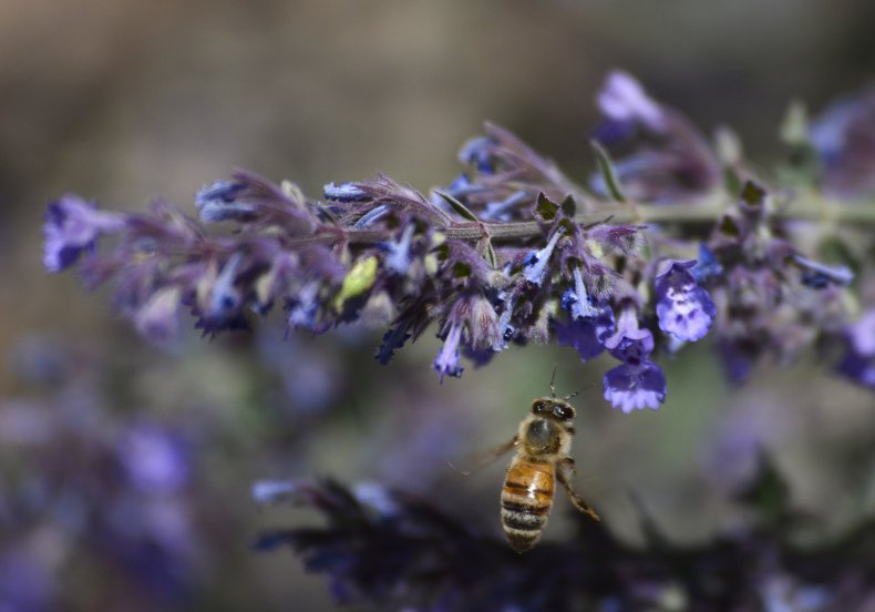 Honey Bee