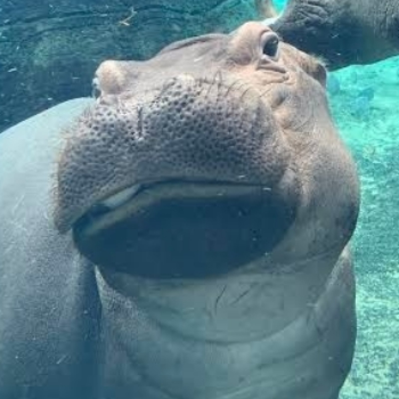 Fiona The Hippo S Signature Sass Made Her A Star But Do Hippos Truly Have Personalities Fiona The Hippo S Signature Sass Made Her A Star But Do Hippos Truly Have Personalities