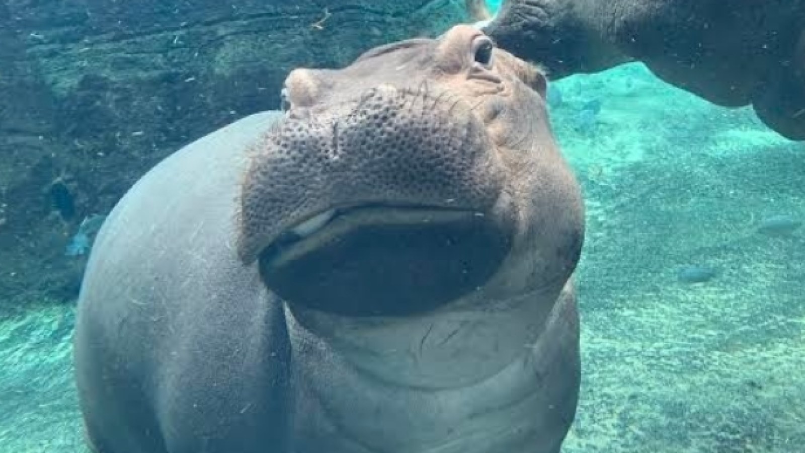 Fiona The Hippo S Signature Sass Made Her A Star But Do Hippos Truly Have Personalities
