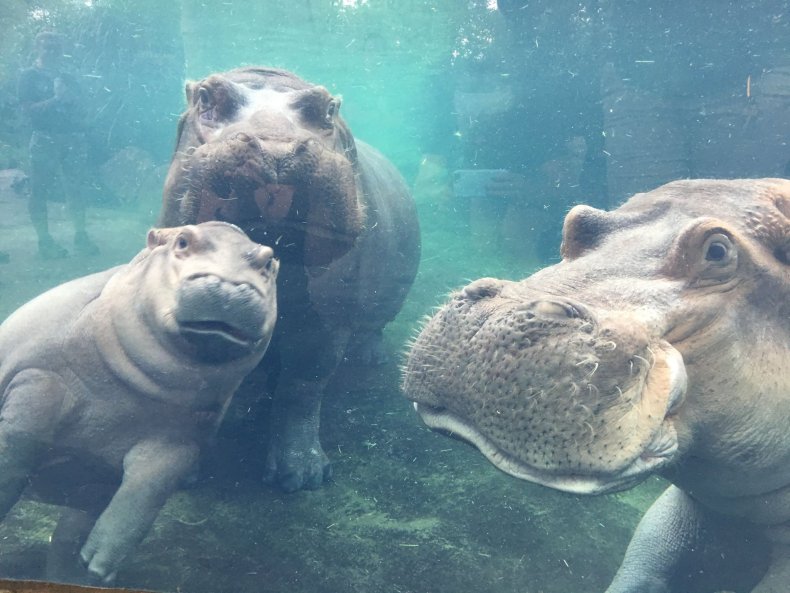 fiona cincinatti zoo hippo