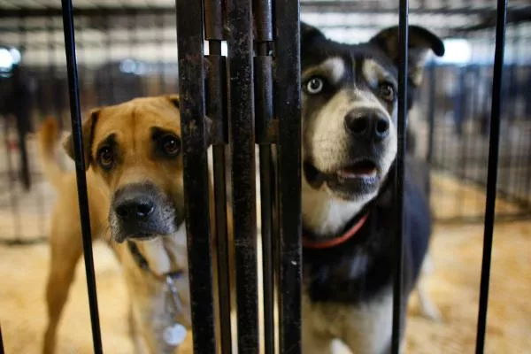 Dogs