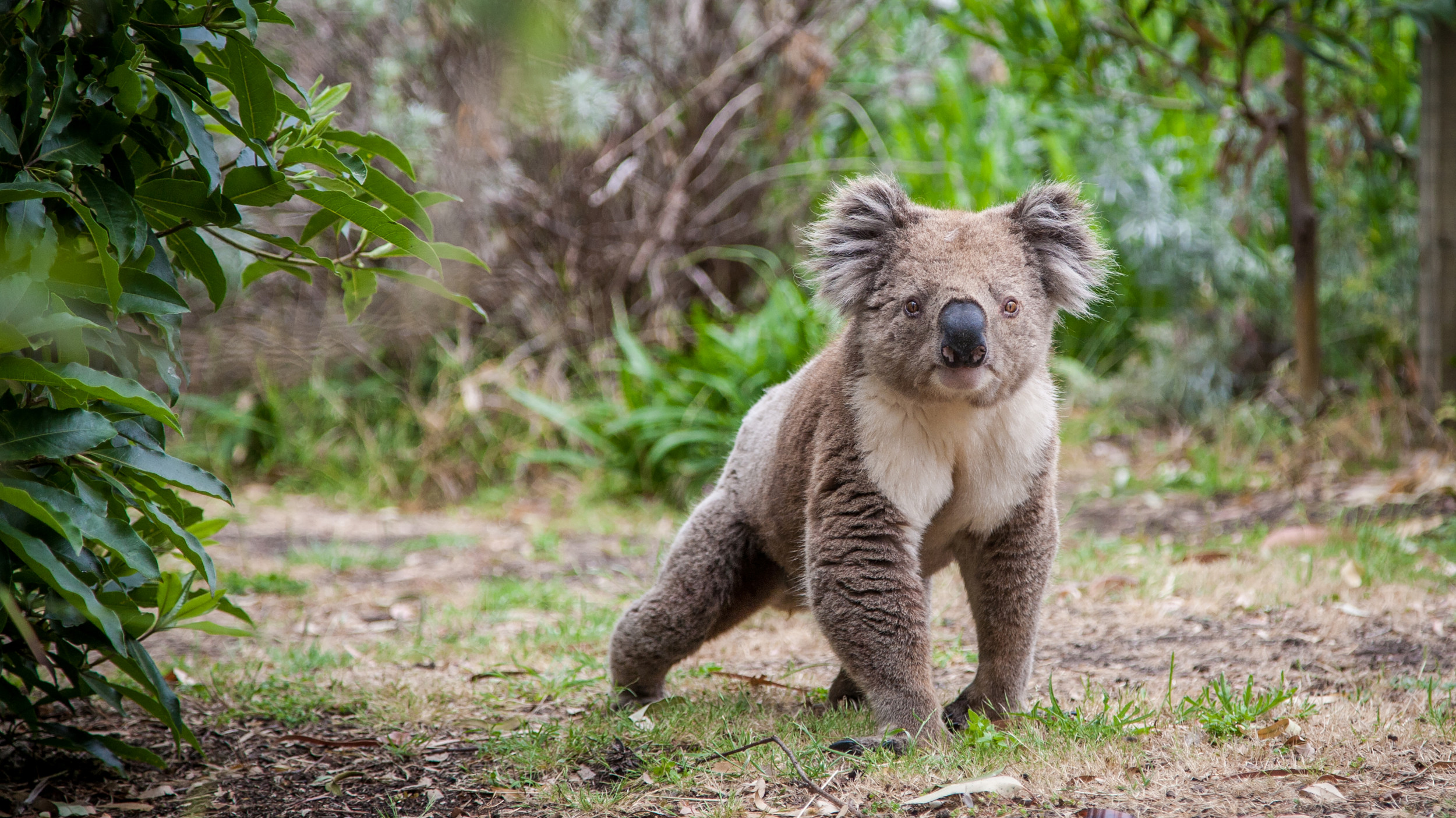 End Your Work Week By Video-Conferencing With Koalas for Save the Koala Day