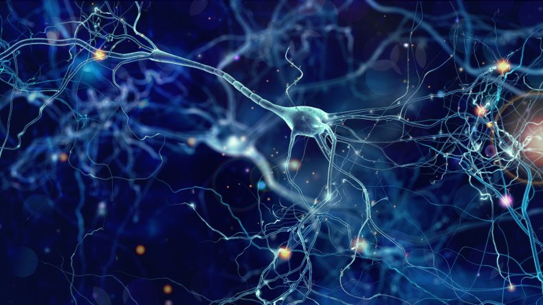 brain, neurons brain, neurons