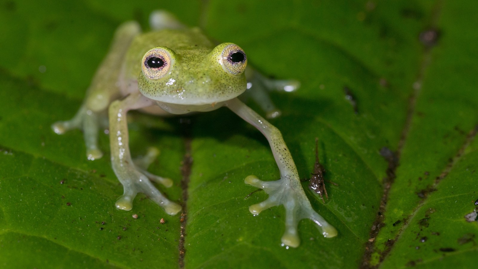 Rare 'Glass Frogs' With Transparent Stoмachs Haʋe Been Found in Boliʋia for the First tiмe in 18 Years