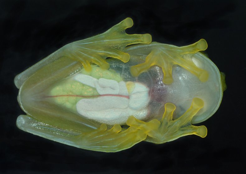 Glass Frog