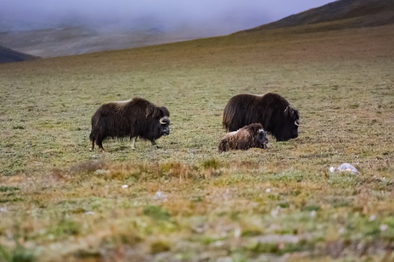 arctic tundra