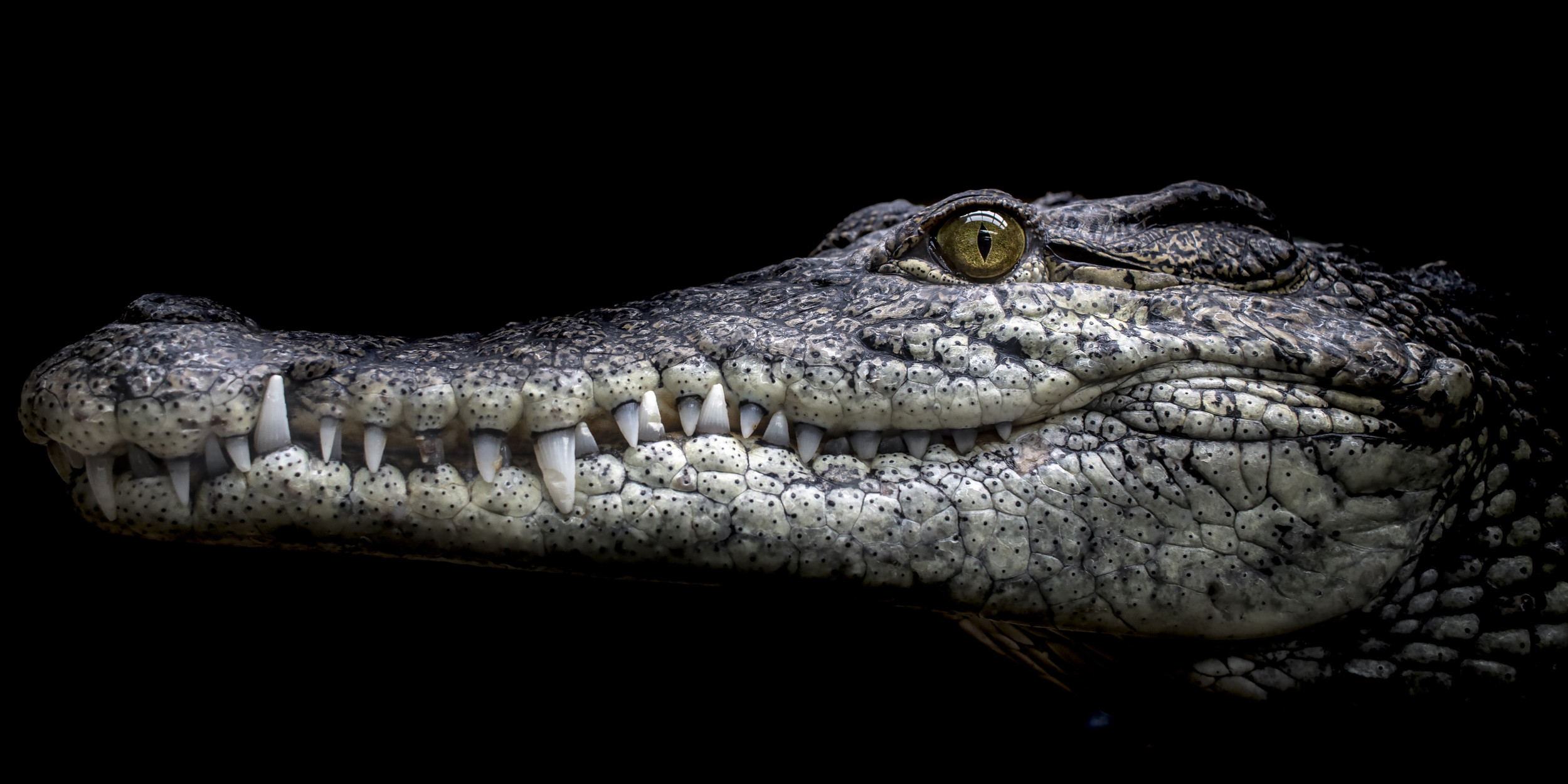 CUL_ExtremeVacations_Banner