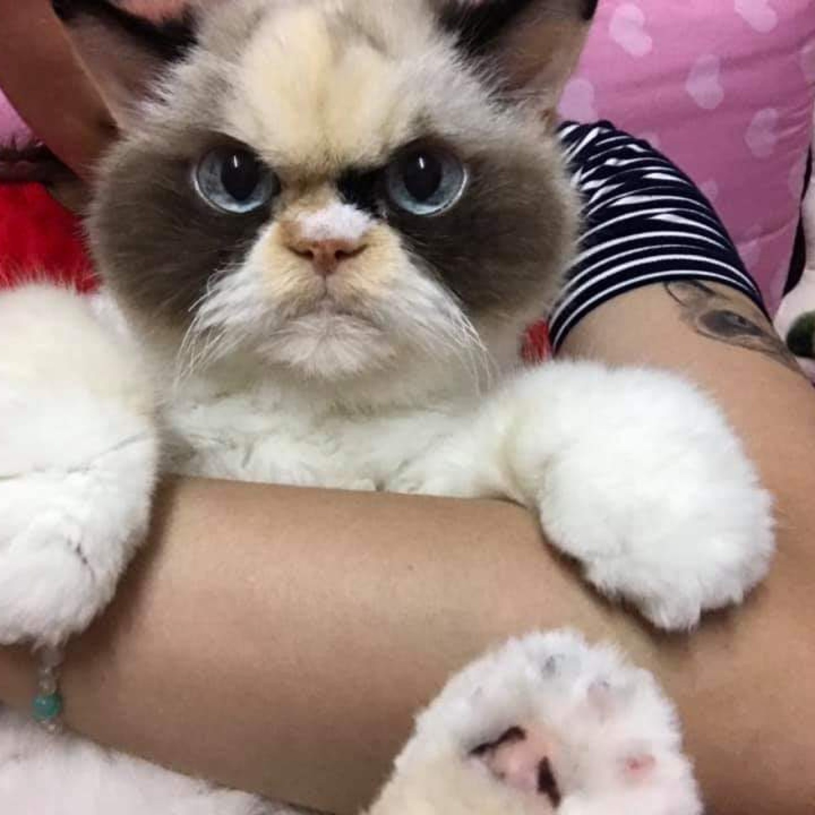 Is This the New Grumpy Cat?