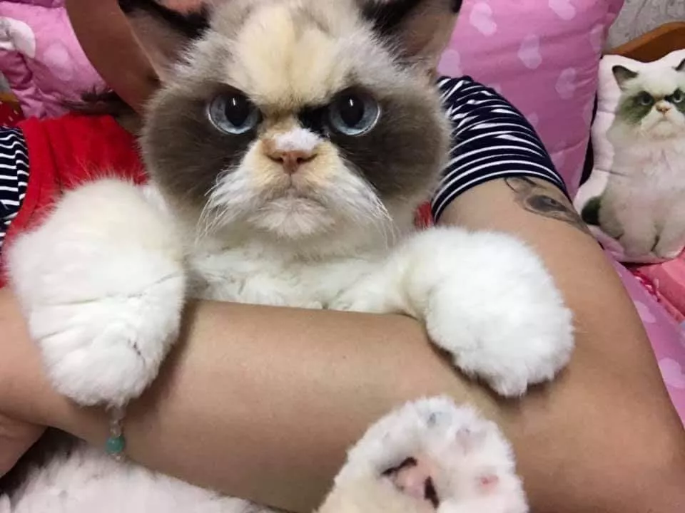 Is This The New Grumpy Cat?