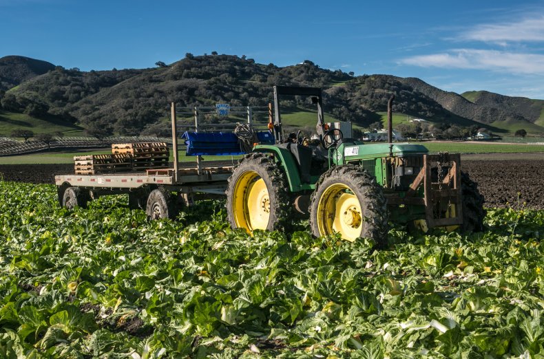 Cabbage Farm