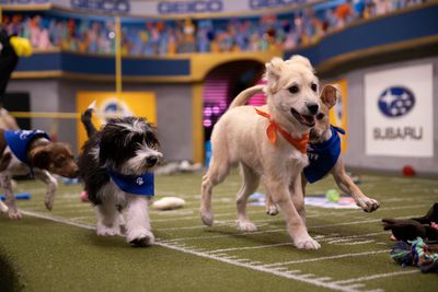 how to get your puppy in the puppy bowl